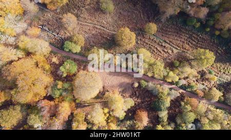 Epping forêt Angleterre Royaume-Uni en automne couleurs vives arbre jour ensoleillé drone aérien Banque D'Images