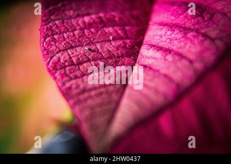 Vue macro d'une feuille rose d'un arbre Banque D'Images