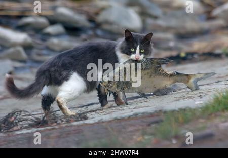 Chat sauvage tenant de très gros poissons, attrape près du lac Banque D'Images