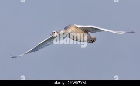 Jeune cygne muet (cygnus olor) en vol entrant avec des ailes étirées sur le ciel gris Banque D'Images