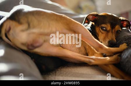 Petite pinscher se reposant dans une posture amusante à la maison. Banque D'Images