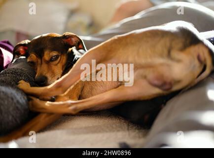 Petite pinscher se reposant dans une posture amusante à la maison. Banque D'Images