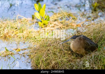 Un seul héron strié adulte est ancré dans de l'herbe de mer sur l'esplanade de Cairns, à l'extrême nord du Queensland, en Australie. Banque D'Images