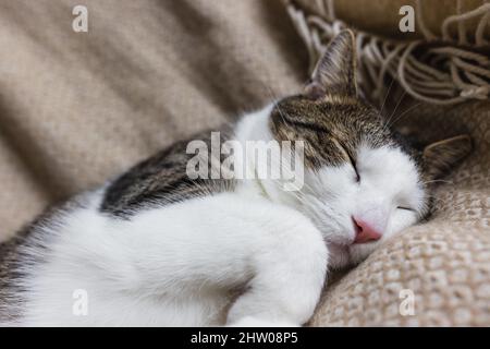 Mignon jeune chat domestique dort détendu et heureux sur doux jeté confortable sur le lit.Concept de chats endormis heureux et décontractés.Gros plan, mise au point sélective, espace de copie Banque D'Images