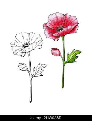 Croquis de fleurs de pavot et dessin au crayon à la main, isolé, fond blanc. Illustration vectorielle Illustration de Vecteur