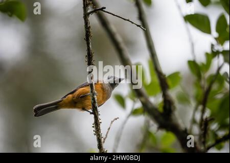 Vue sur une rigole rufous perchée sur un membre d'arbre en quête de nourriture dans la forêt tropicale de Yungaburra, Queensland en Australie. Banque D'Images