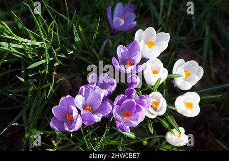 Crocus violet et blanc naturalisé dans la pelouse Banque D'Images