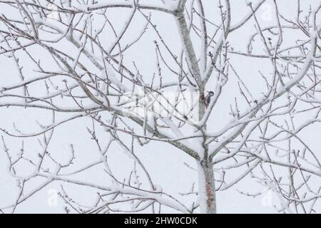 Un grand pic tacheté mâle (Dendrocopos Major) accroché à un cerisier sauvage couvert de neige (Prunus avium) et à la recherche de nourriture pendant une tempête de neige Banque D'Images