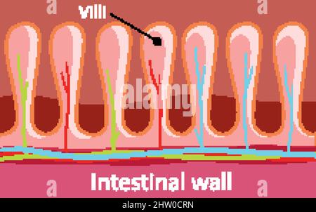 Schéma illustrant la structure de la paroi intestinale Illustration de Vecteur