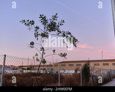 Arbre poussant à côté d'un terrain en friche avec graffiti sur les murs Banque D'Images