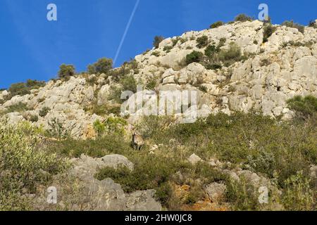 Espagnol ibex jeune homme dans la nature habitat sauvage iberia espagnol faune de montagne animaux Banque D'Images