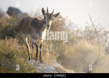 Espagnol ibex jeune homme dans la nature habitat sauvage iberia espagnol faune de montagne animaux Banque D'Images