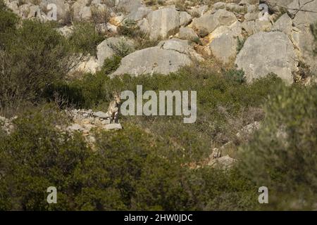 Espagnol ibex jeune homme dans la nature habitat sauvage iberia espagnol faune de montagne animaux Banque D'Images