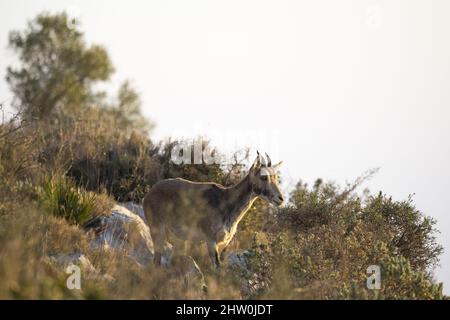 Espagnol ibex jeune homme dans la nature habitat sauvage iberia espagnol faune de montagne animaux Banque D'Images