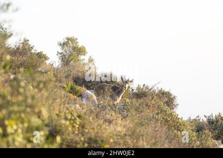 Espagnol ibex jeune homme dans la nature habitat sauvage iberia espagnol faune de montagne animaux Banque D'Images