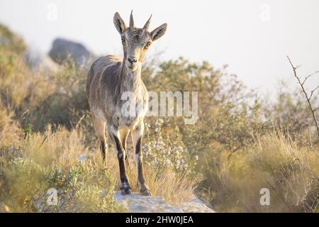 Espagnol ibex jeune homme dans la nature habitat sauvage iberia espagnol faune de montagne animaux Banque D'Images