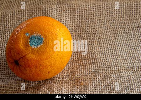 Gros plan sur les fruits orange mouleux. Orange pourri. Concept de gaspillage de nourriture. Fruits couverts de mildiou. Banque D'Images