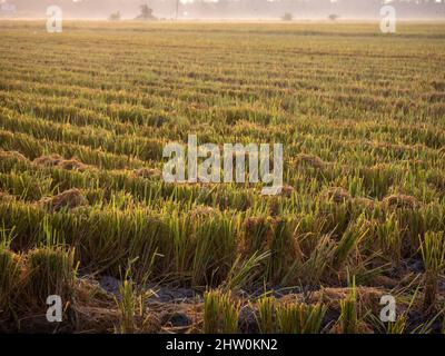 Récolte de Paddy dans le champ de Paddy de Malaisie Banque D'Images