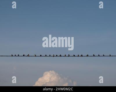 Oiseaux sur fil électrique le matin Banque D'Images