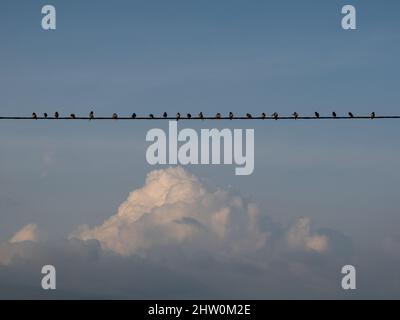 Oiseaux sur fil électrique le matin Banque D'Images