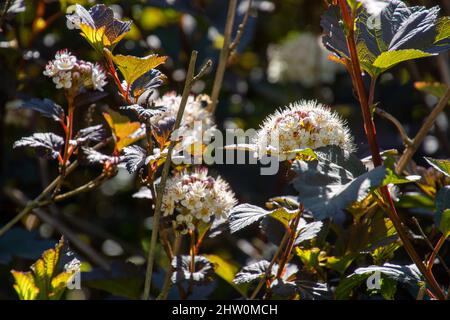 gros plan sur les petites fleurs de l'arbuste à baron rouge physocarpus opulifolius Banque D'Images