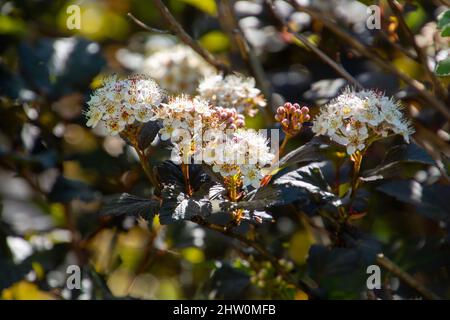 L'écorce de nineaboyer ou Physocarpus avec de nombreux boutons de fleurs et des feuilles pourpres au début de l'été Banque D'Images