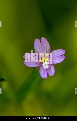 Claytonia sibirica fleurit dans le pré Banque D'Images