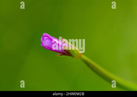 Claytonia sibirica fleurit dans les prairies Banque D'Images