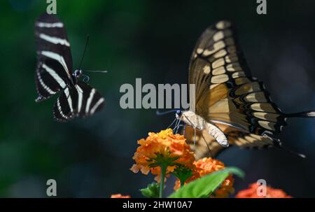 Francfort, Allemagne. 03 mars 2022, Hessen, Francfort-sur-le-main : un papillon zébré (Heliconius chataronia, r) approche d'une queue de roi (Papilio thoas) dans la Maison des fleurs et des papillons de Palmengarten à Francfort. Les visiteurs peuvent découvrir des dizaines d'espèces de papillons tropicaux de près. L'attraction est de nouveau ouverte depuis mars 3. Photo: Arne Dedert/dpa crédit: dpa Picture Alliance/Alay Live News Banque D'Images