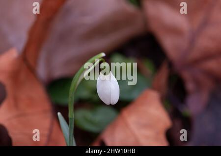 Les chutes de neige se développent parmi les feuilles mortes dans les cours d'hiver. Nom scientifique Galanthus nivalis. Gros plan au niveau du sol. Banque D'Images