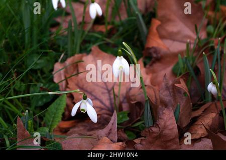 Les chutes de neige se développent parmi les feuilles mortes dans les cours d'hiver. Nom scientifique Galanthus nivalis. Gros plan au niveau du sol. Banque D'Images