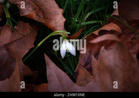 Les chutes de neige se développent parmi les feuilles mortes dans les cours d'hiver. Nom scientifique Galanthus nivalis. Gros plan au niveau du sol. Banque D'Images