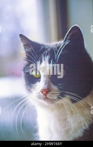 chat de shorthair domestique noir et blanc Banque D'Images