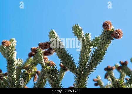 Arbre de singe, Araucaria araucana Banque D'Images