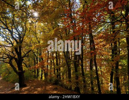 Automne dans la forêt des montagnes Koeszeg (Koeszegi Hegyseg) près de Velem dans le parc naturel Geschriebenstein-Irottkoe. Europe, Europe de l'est, Hongrie Banque D'Images