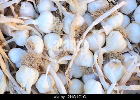 France, Bouches du Rhône, Trets, ail biologique sur le marché Banque D'Images