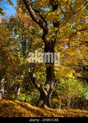 Automne dans la forêt des montagnes Koeszeg (Koeszegi Hegyseg) près de Velem dans le parc naturel Geschriebenstein-Irottkoe. Europe, Europe de l'est, Hongrie Banque D'Images