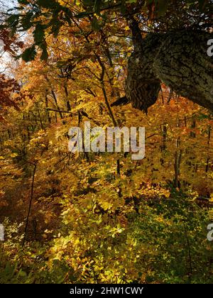 Automne dans la forêt des montagnes Koeszeg (Koeszegi Hegyseg) près de Velem dans le parc naturel Geschriebenstein-Irottkoe. Europe, Europe de l'est, Hongrie Banque D'Images