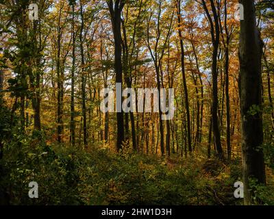 Automne dans la forêt des montagnes Koeszeg (Koeszegi Hegyseg) près de Velem dans le parc naturel Geschriebenstein-Irottkoe. Europe, Europe de l'est, Hongrie Banque D'Images