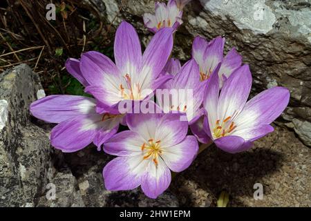 Le Colchicum speciosum (crocus d'automne) se trouve dans les régions montagneuses du nord de la Turquie, du Caucase et du nord de l'Iran. Banque D'Images