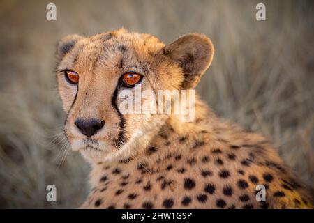 Namibie, région d'Otjozondjupa, Otjiwarongo, Cheetah conservation Fund (CCF), Cheetah (Acinonyx jubatus) Banque D'Images