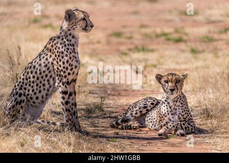 Namibie, région d'Otjozondjupa, Otjiwarongo, Cheetah conservation Fund (CCF), Cheetah (Acinonyx jubatus) Banque D'Images