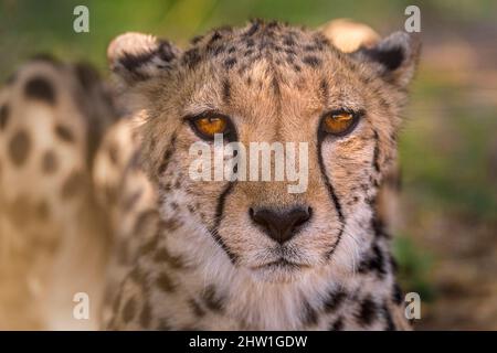 Namibie, région d'Otjozondjupa, Otjiwarongo, Cheetah conservation Fund (CCF), Cheetah (Acinonyx jubatus) Banque D'Images