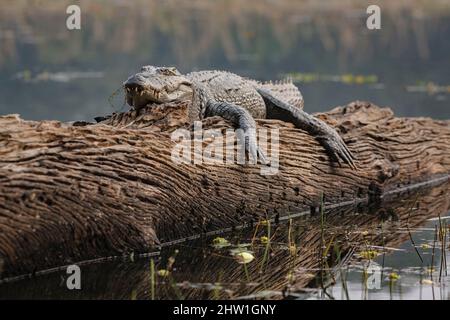 Népal, plaine tropicale de Terai, près de Sauraha, parc national de Chitwan, un crocodile, sur un tronc d'arbre flottant, observe le photographe Banque D'Images