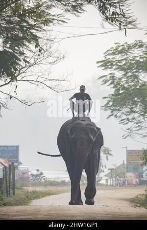 Népal, plaine tropicale de Terai, Sauraha, parc national de Chitwan, un mahout sur dos d'éléphant arrive au travail dans la brume Banque D'Images