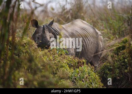 Népal, plaine tropicale de Terai, près de Sauraha, parc national de Chitwan, un rhinocéros, le photographe observe qu'il se trouve dans une brouette d'herbe Banque D'Images