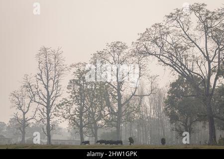 Népal, plaine tropicale de Terai, près de Sauraha, parc national de Chitwan, dans la brume matinale, deux femmes portent des branches sur leur dos et guident les buffles Banque D'Images