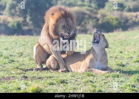 Kenya, réserve nationale de Masai Mara, parc national, les Lions se mariant dans la savane Banque D'Images