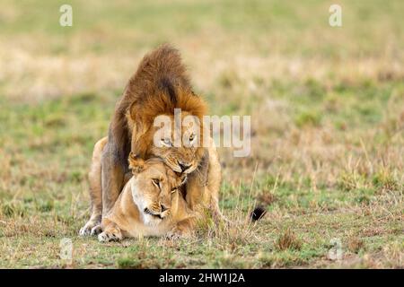 Kenya, réserve nationale de Masai Mara, parc national, les Lions se mariant dans la savane Banque D'Images