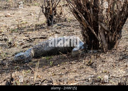 Kenya, réserve nationale de Masai Mara, parc national, Python de Seba (Python sebae), a mangé un antilope, repos digestif pendant des mois dans les buissons Banque D'Images